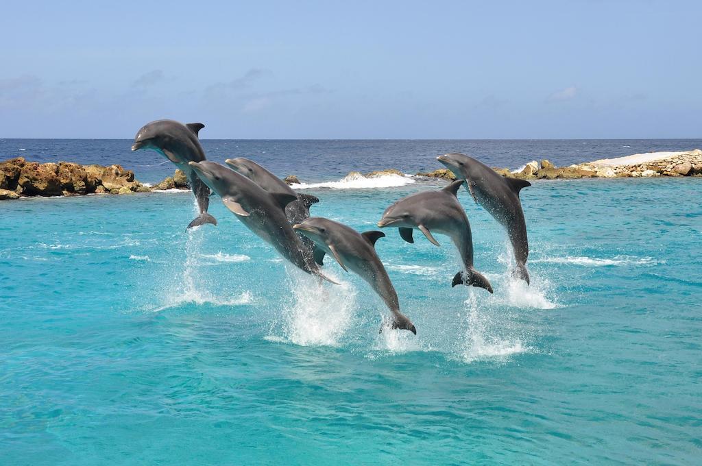 Dolphin Suites & Wellness Curacao Willemstad Extérieur photo